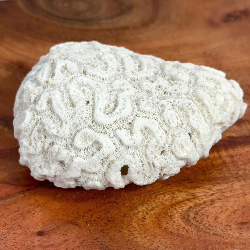 Fossilized Natural White Brain Coral Specimen Ocean Sea Life Coastal Decor 4.5‎